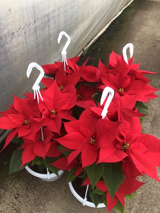 Craciunite/poinsettia la ghiveci