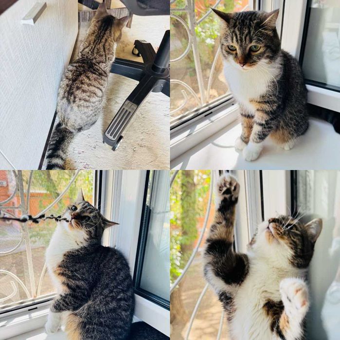 Отдам кота в добрые руки
