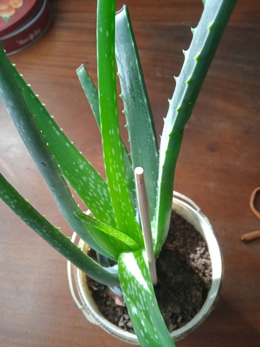 Алоэ Вера лечебный