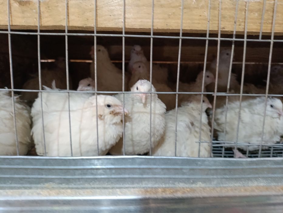 Белый гигант тухумларига заказ оламиз