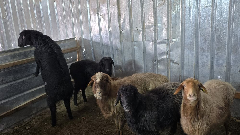 Кой токты тоқты қой