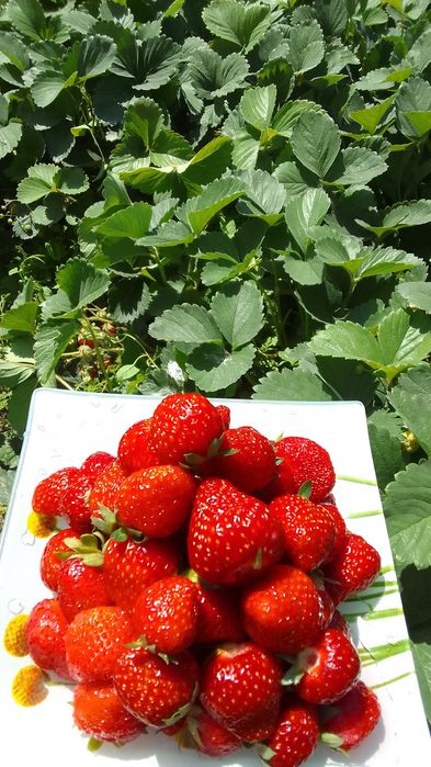 Саженцы Клубники