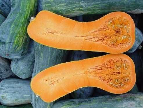 Dovleac De Placinta
