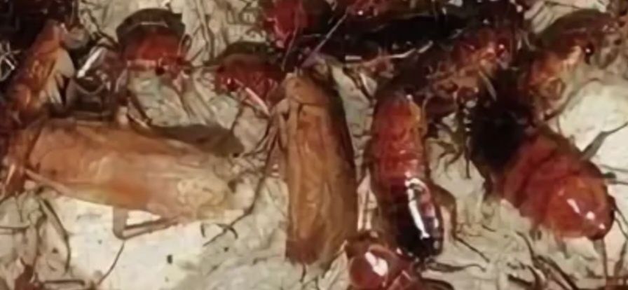 Продам кормовых туркменских тараканов.