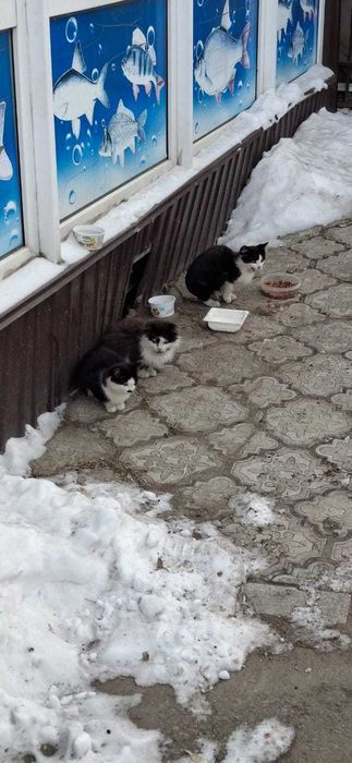 даром Котята ищут дом.