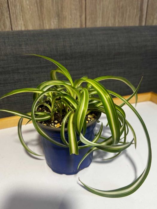 Хлорофитум кудрявый (Бонни)