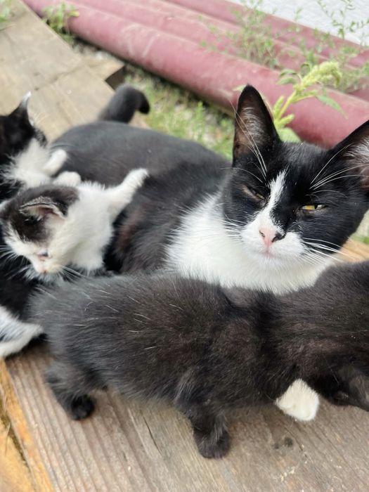 Adopție  pisici
