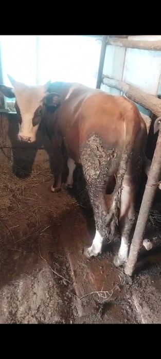 Продам быка полтора года