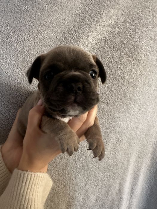 Щенки французского бульдога