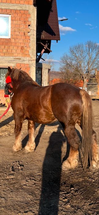 Vând sau schimb cu vaci