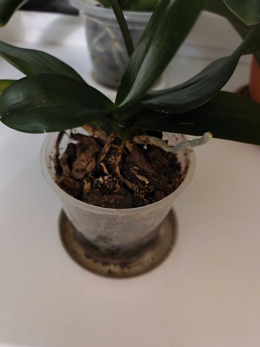 Продам орхидеи фаленопсис