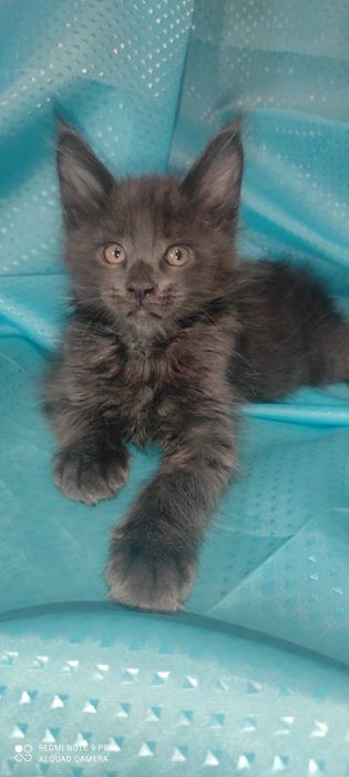 Мейн - Кун котята