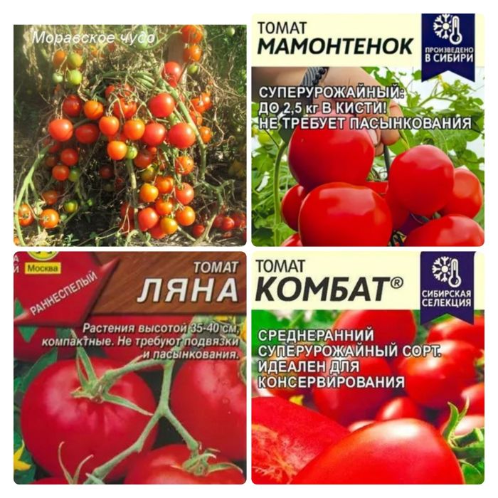 Рассада  огурцов,томатов, перца, баклажан