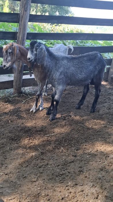 Tap și capre +ieduță