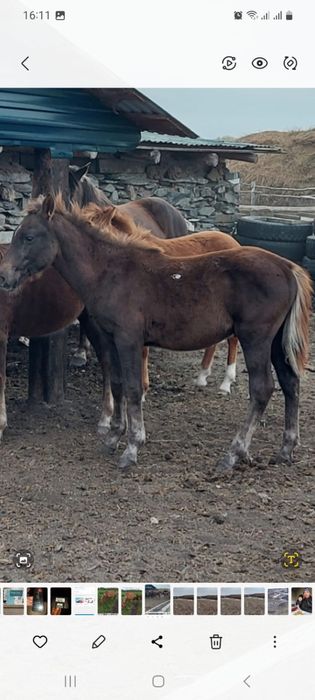 Екі 1 жасар сатылады