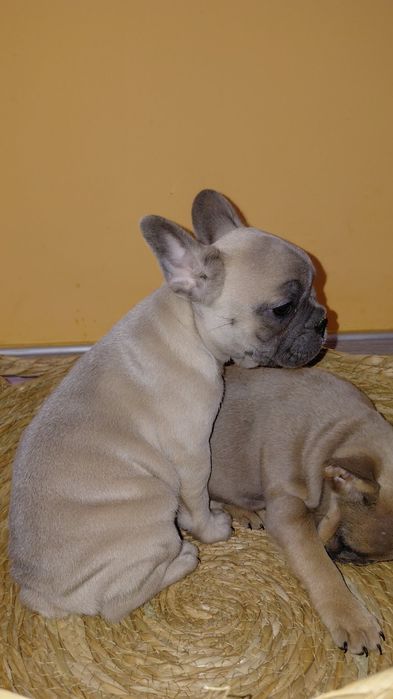 Френски булдог-булдочета