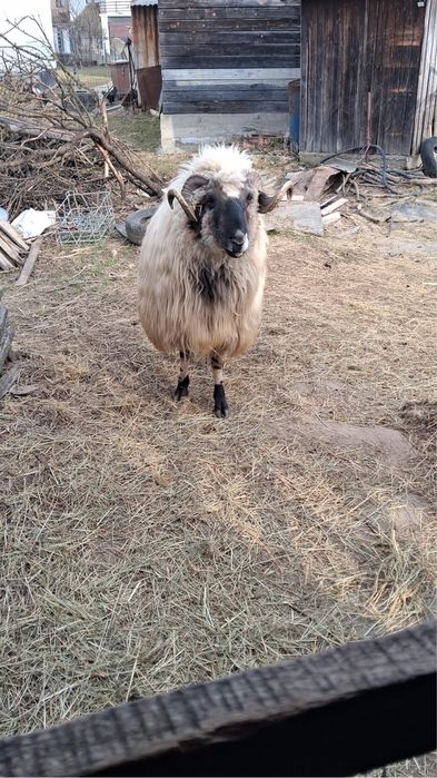 Berbec Breaz de Hațeg