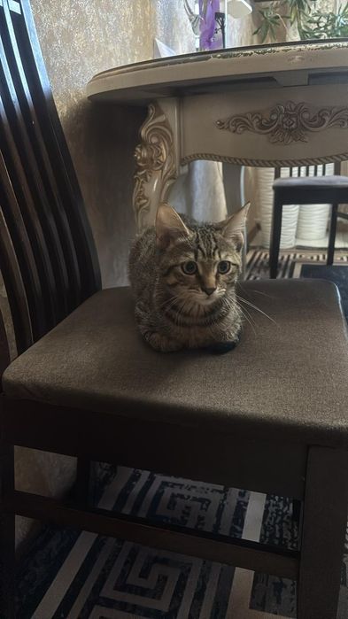 Отдам котёнка !!!