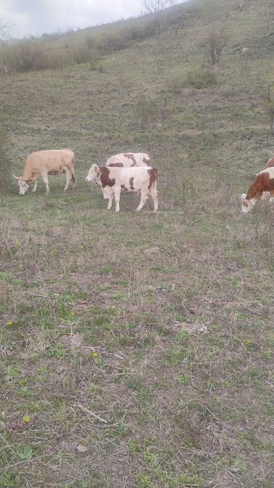 Vând junincă de top!