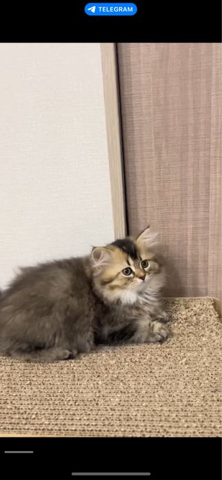 Срочно продаются котята! Sotiladi.