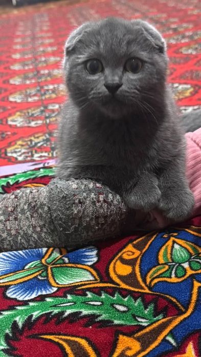 Продается кошка серая