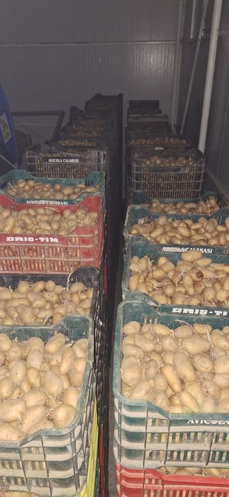 Cartofi Sămânță RIVIERA și ARIZONA