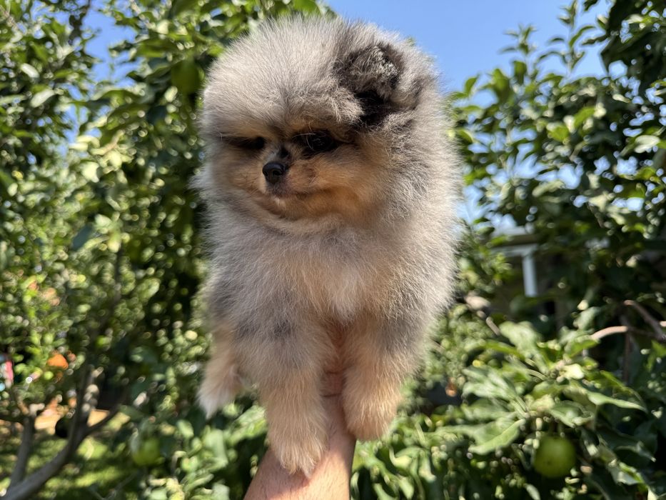 Продавам померан - възможно доставка