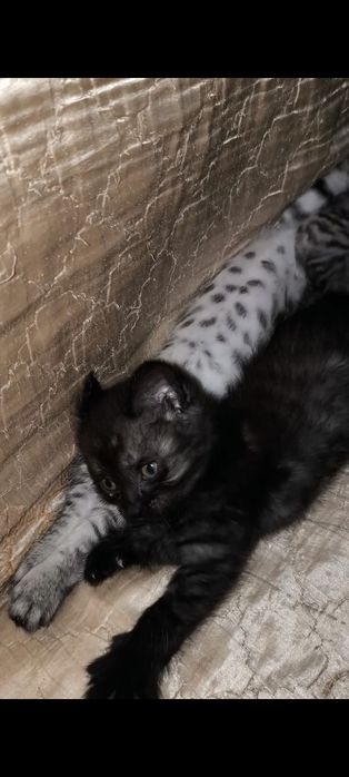 Срочно отдаём котят в добрые руки