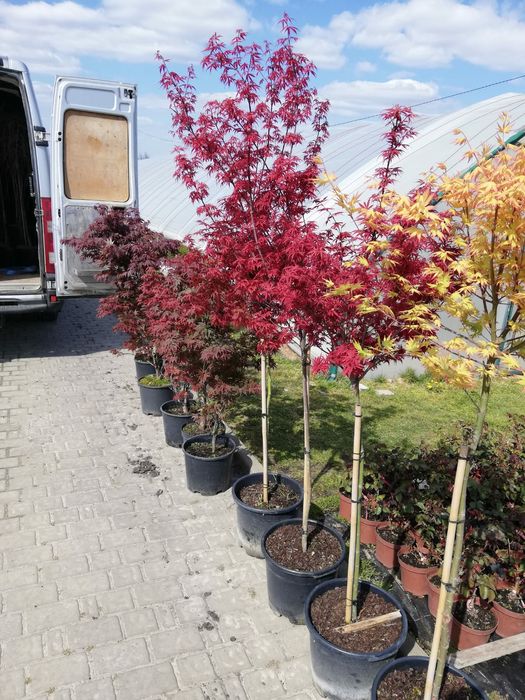 Tuia smarald columnaris biota Leylandy