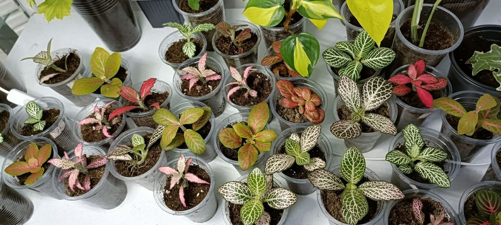 Фиттония:1000 тенге