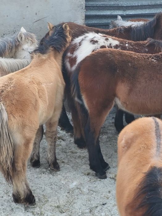 Продам жабағылар