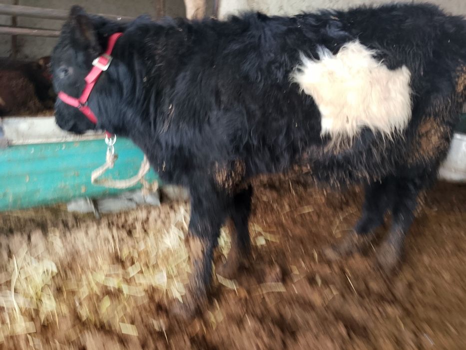 Buqanchalar sotiladi.  Birjoyaham beramiz  Yosh yosh sifat buqachalar