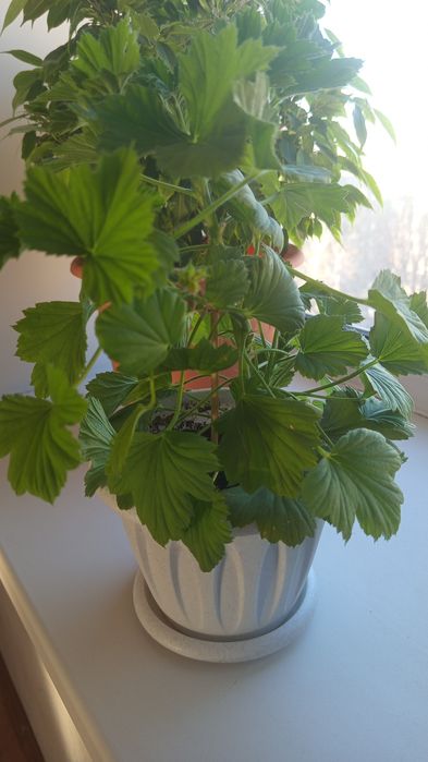 Продам комнатные цветы