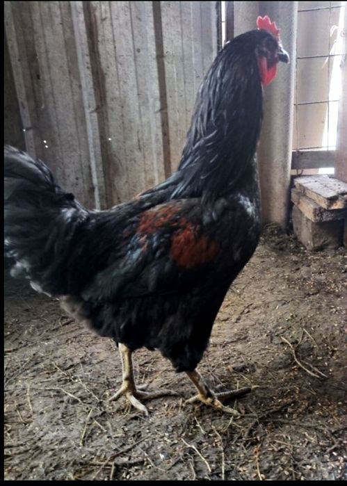 Куры петух черный