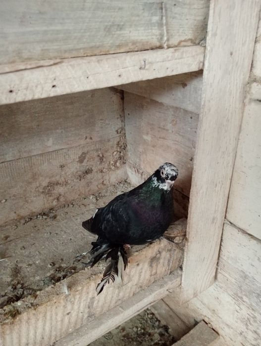 Голуби голуби голуби