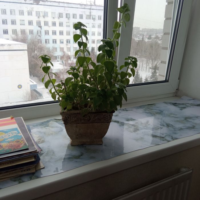 Продам комнатные растения мята