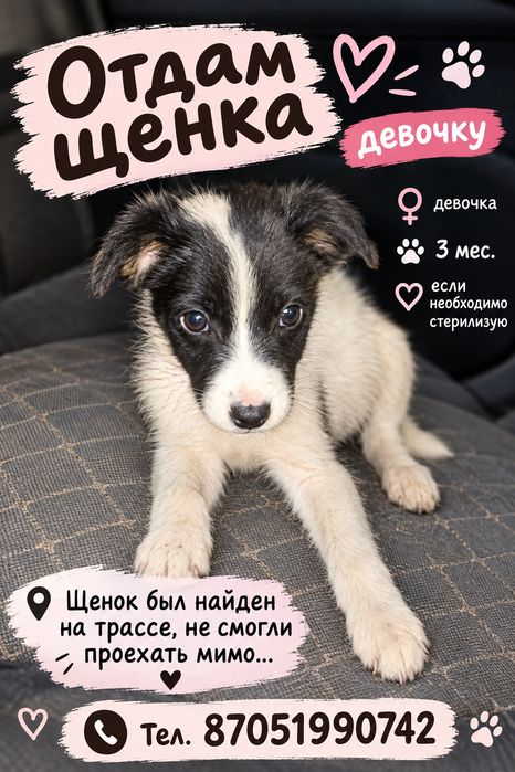 Щенки девочки красавицы