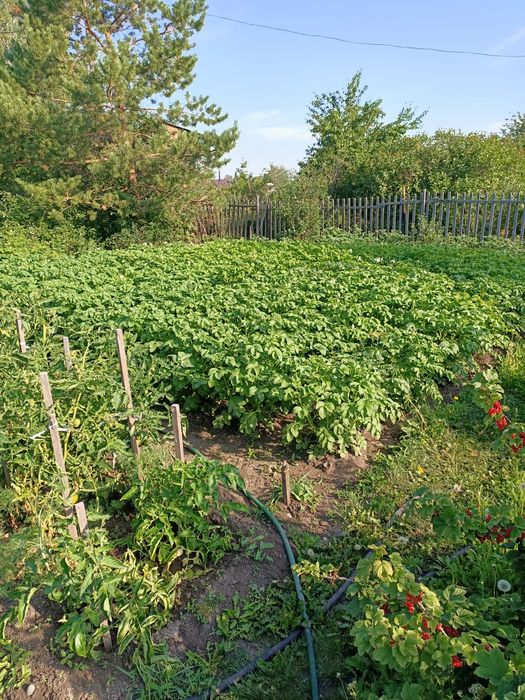 Дачный участок. С/о Самоцветы