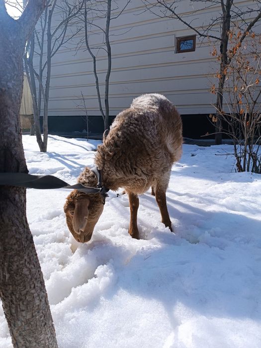 Бараны домашнего откорма