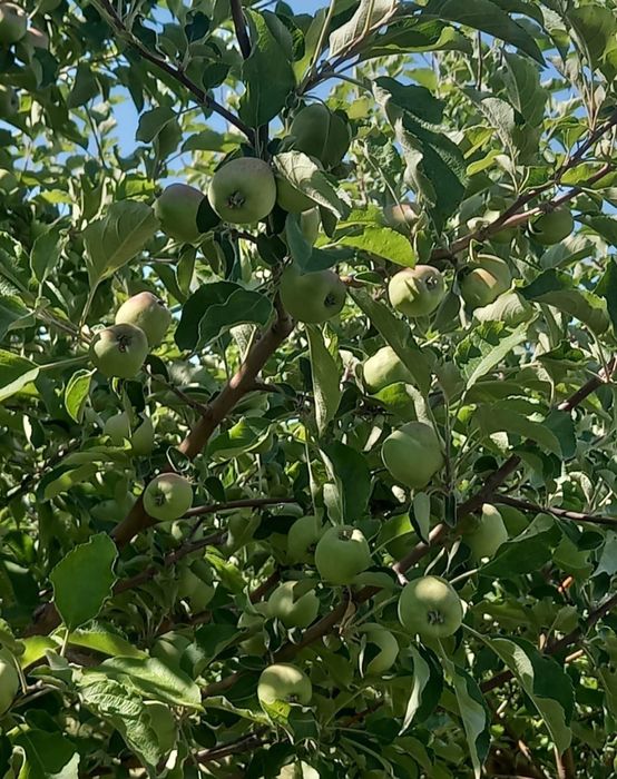 Яблоневый сад, 5 гектаров