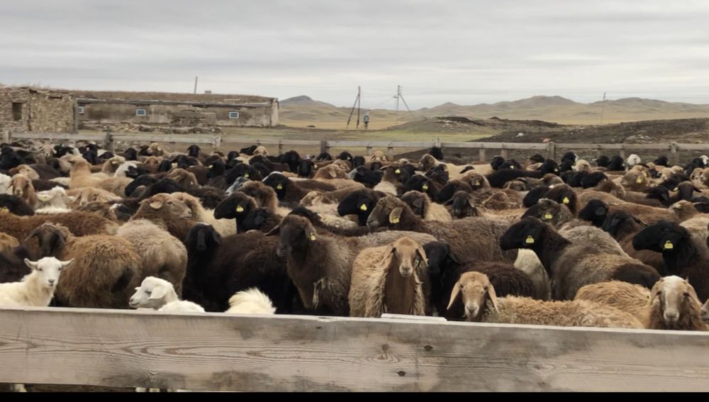 Қой Сатам продам баран