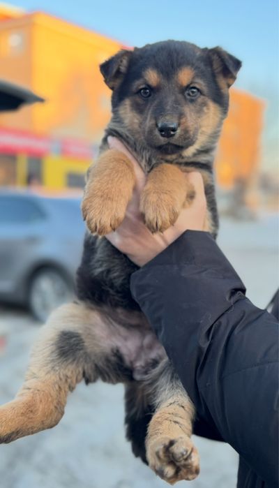 Щенки девочки срочно ищут дом!