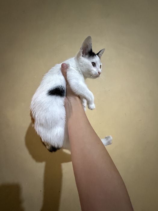 бебе котенце си търси дом
