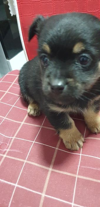 Donez caine Metis,6Donez caine Metis (săptămâni)talie mica.)