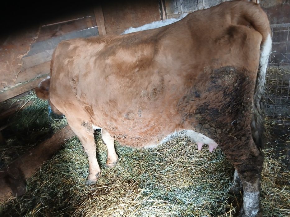 Vaca cu lapte de vanzare