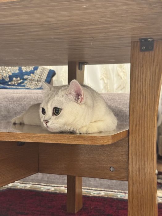 Shinshila serebristiy svetliy