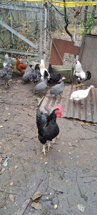 Curci/curcani/bibilici/câțe