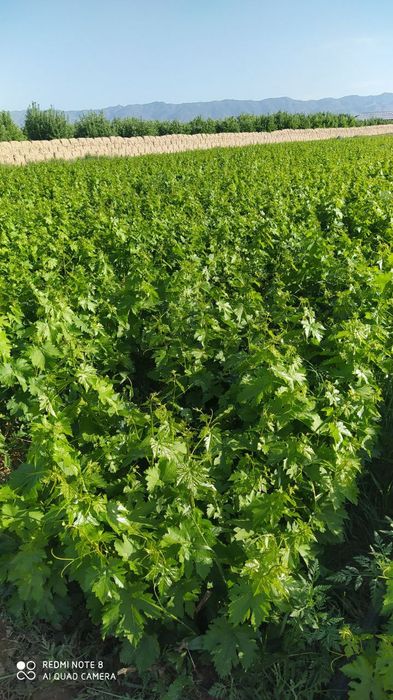 1,2,3, yillik oq cho'p qora kishmish ko'chatlari bor.