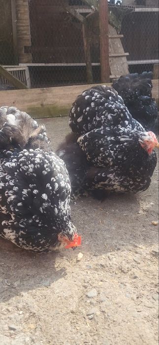Vand pui de 2 luni de cochinchina urias bobat