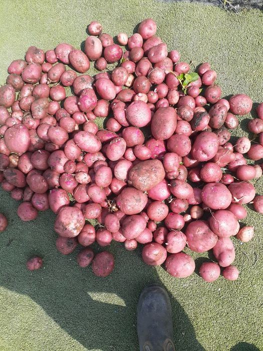 Продам картошку домашьная семена